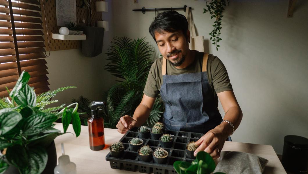 Man growing succulent cactuses